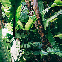 Buy canvas prints of Tropical Jungle leaves by Patrycja Polechonska