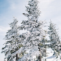 Buy canvas prints of Snow Covered Trees by Patrycja Polechonska