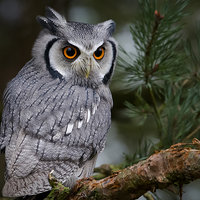 Buy canvas prints of  White faced Scops Owl by shawn bullock
