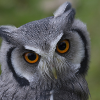 Buy canvas prints of  White faced Scops Owl by shawn bullock