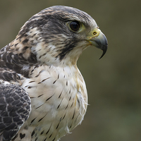 Buy canvas prints of Falcon by shawn bullock