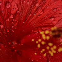 Buy canvas prints of  Red closeup by shawn bullock