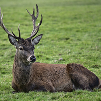 Buy canvas prints of  Resting stag by shawn bullock