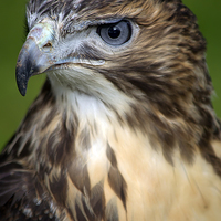 Buy canvas prints of  red-tailed hawk by shawn bullock