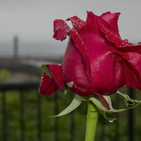 Buy canvas prints of Red Rose at Whitby  by shawn bullock