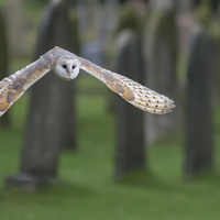 Buy canvas prints of  barn owl in flight by shawn bullock
