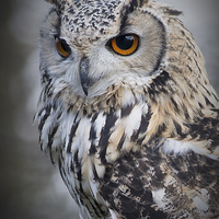 Buy canvas prints of  Eagle owl by shawn bullock