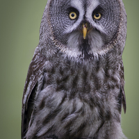Buy canvas prints of  Great grey owl by shawn bullock