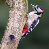 Buy canvas prints of  great spotted woodpecker by shawn bullock