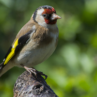 Buy canvas prints of  Goldfinch by shawn bullock