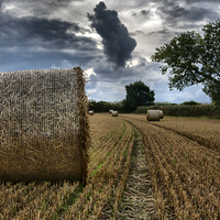 Buy canvas prints of  hay bale by shawn bullock