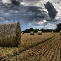 Buy canvas prints of Hay Bale 2  by shawn bullock