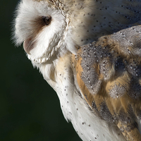 Buy canvas prints of   The barn owl by shawn bullock
