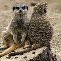 Buy canvas prints of The meerkat by shawn bullock
