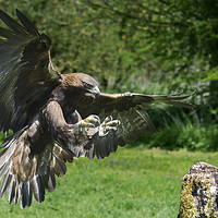 Buy canvas prints of Golden eagle by shawn bullock