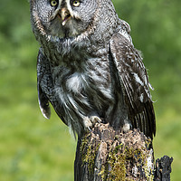 Buy canvas prints of great grey owl by shawn bullock