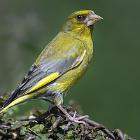 Buy canvas prints of European greenfinch by shawn bullock
