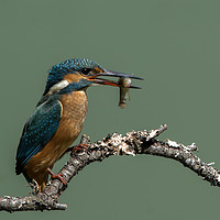 Buy canvas prints of Kingfisher by shawn bullock