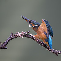Buy canvas prints of Kingfisher by shawn bullock