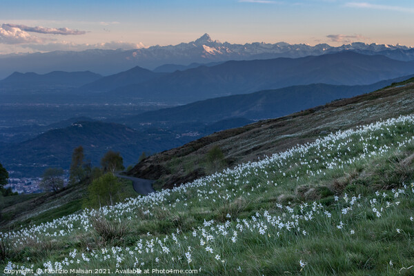 Daffodils Hill Landscape Sunset Monviso Piemonte Italy Picture Board by Fabrizio Malisan