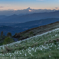 Buy canvas prints of Daffodils Hill Landscape Sunset Monviso Piemonte Italy by Fabrizio Malisan
