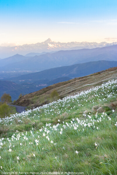 Daffodils Hill Monviso in the background Picture Board by Fabrizio Malisan