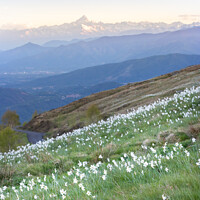 Buy canvas prints of Daffodils Hill Monviso in the background by Fabrizio Malisan