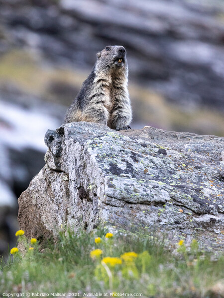 Marmot in Cervinia Wildlife Aosta Valley Italy@FabrizioMalisan Photography-6099 Picture Board by Fabrizio Malisan