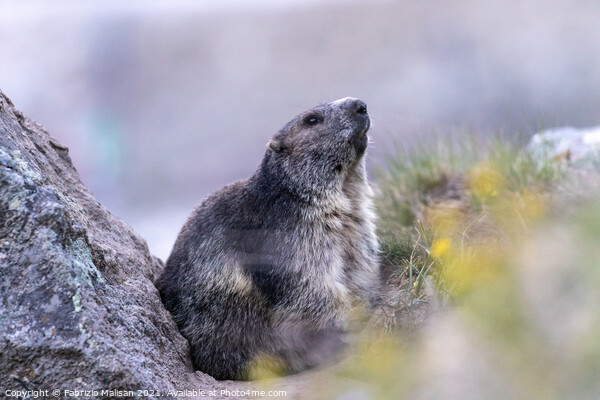 Marmot in Cervinia Wildlife Aosta Valley Italy  Picture Board by Fabrizio Malisan