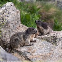 Buy canvas prints of Marmots in Cervinia @FabrizioMalisan Photography-6202 by Fabrizio Malisan