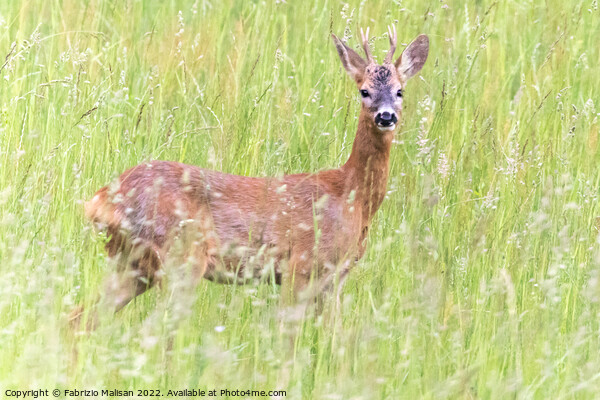 A deer standing in tall grass Picture Board by Fabrizio Malisan