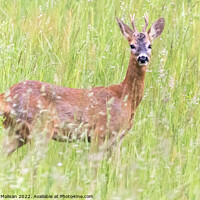 Buy canvas prints of A deer standing in tall grass by Fabrizio Malisan
