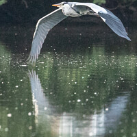 Buy canvas prints of Heron in flight over a lake by Fabrizio Malisan
