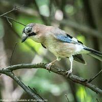 Buy canvas prints of A beautiful Jay bird perched on a tree branch by Fabrizio Malisan