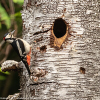Buy canvas prints of Woodpecker on a birch tree by Fabrizio Malisan