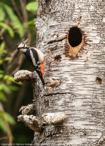 Woodpecker on a birch tree Picture Board by Fabrizio Malisan