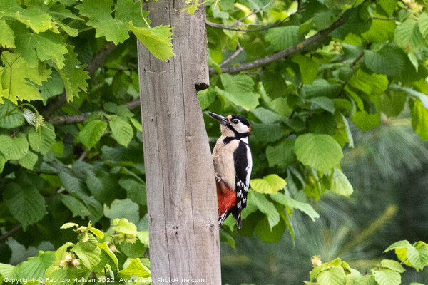 Wooodpecker bird climbs fence post Picture Board by Fabrizio Malisan