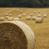 Buy canvas prints of  Rolling In Hay. by Fabrizio Malisan