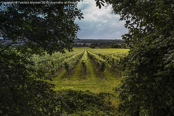 A Natural Window into a British Vineyards  Picture Board by Fabrizio Malisan