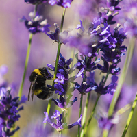 Buy canvas prints of Bee on Lavender by Fabrizio Malisan