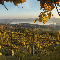 Buy canvas prints of  Autum sunlight over the vineyards  by Fabrizio Malisan