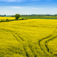 Buy canvas prints of Colourful Fields of France by Fabrizio Malisan