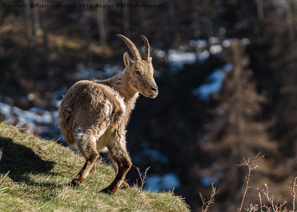 Ibex on the Mountains Picture Board by Fabrizio Malisan