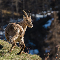 Buy canvas prints of Ibex on the Mountains by Fabrizio Malisan