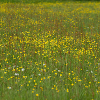 Buy canvas prints of Field of flowers by Fabrizio Malisan