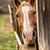 Buy canvas prints of Curious Horse by Fabrizio Malisan