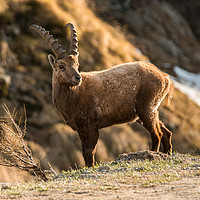 Buy canvas prints of Alpine Ibex at Sunset by Fabrizio Malisan