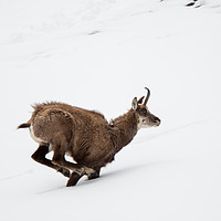 Buy canvas prints of Hard Work Running In The Snow by Fabrizio Malisan