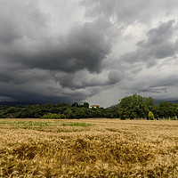 Buy canvas prints of Threatening Sky Over Wheat Fields by Fabrizio Malisan
