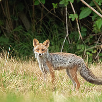 Buy canvas prints of Fox in the woods by Fabrizio Malisan